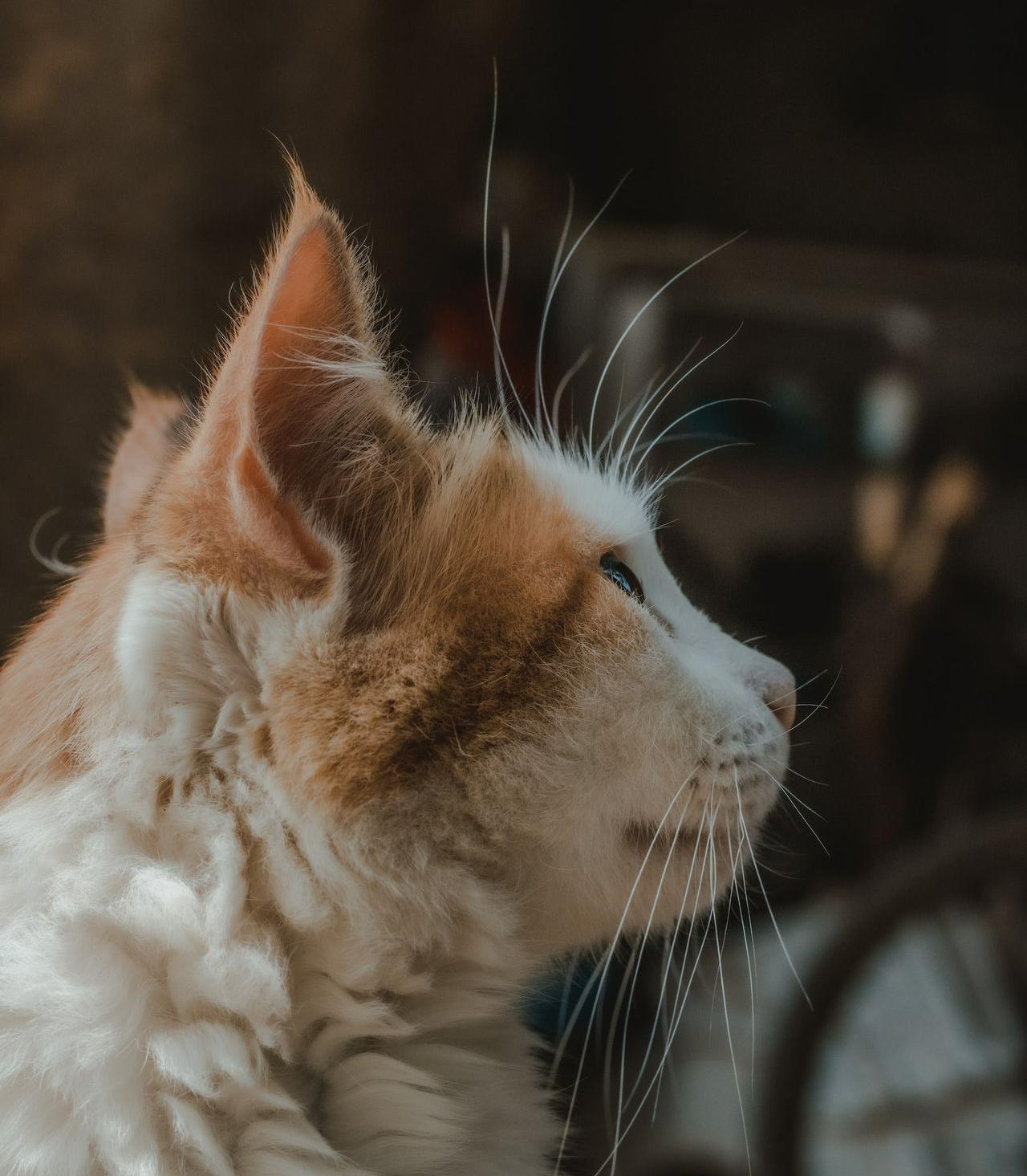 white and brown long fur cat